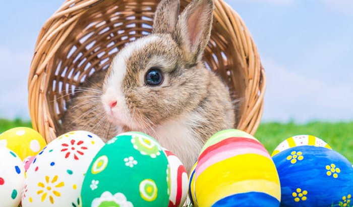 Brown Hares And Chickens Were Seen As Gods Not Food In Iron Age Britain