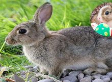 Brown Hares And Chickens Were Seen As Gods Not Food In Iron Age Britain