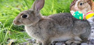 Brown Hares And Chickens Were Seen As Gods Not Food In Iron Age Britain