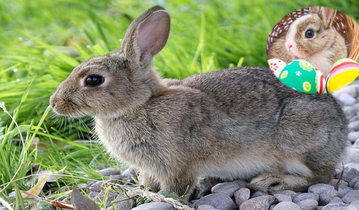 Brown Hares And Chickens Were Seen As Gods Not Food In Iron Age Britain