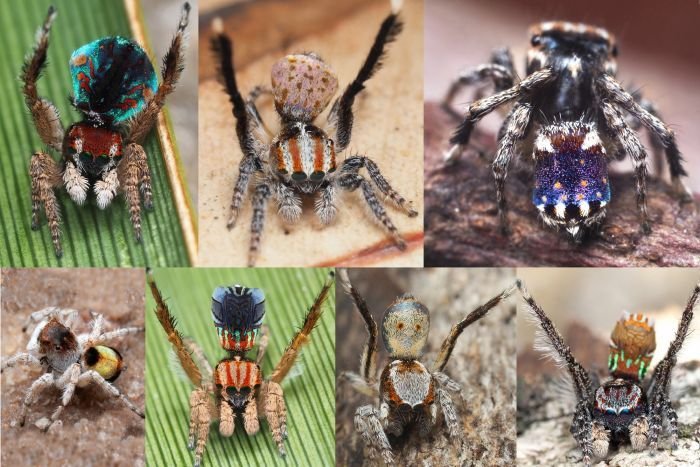 Beautiful New Species Of Peacock Spiders Resembling Famous 'Starry Night' Painting Discovered