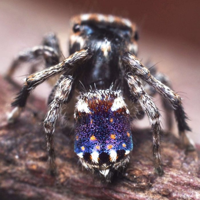 Beautiful New Species Of Peacock Spiders Resembling Famous 'Starry Night' Painting Discovered 