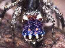 Beautiful New Species Of Peacock Spiders Resembling Famous 'Starry Night' Painting Discovered