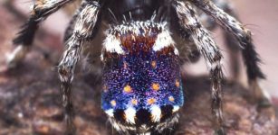 Beautiful New Species Of Peacock Spiders Resembling Famous 'Starry Night' Painting Discovered
