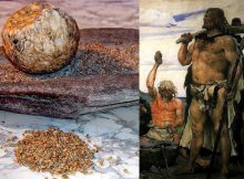 Stone Age Humans Unlocked The Glucose In Plants 40,000 Years Ago