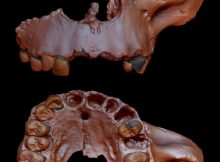 Genetic Evidence Retrieved From 800,000-Year-Old Human Tooth