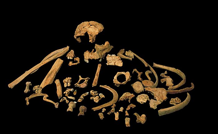 Skeletal remains of Homo antecessor. Credit: Prof. José María Bermúdez de Castro