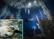 Amazing Photos From The Underwater Competition DEEP Indonesia – Here Are The Winners