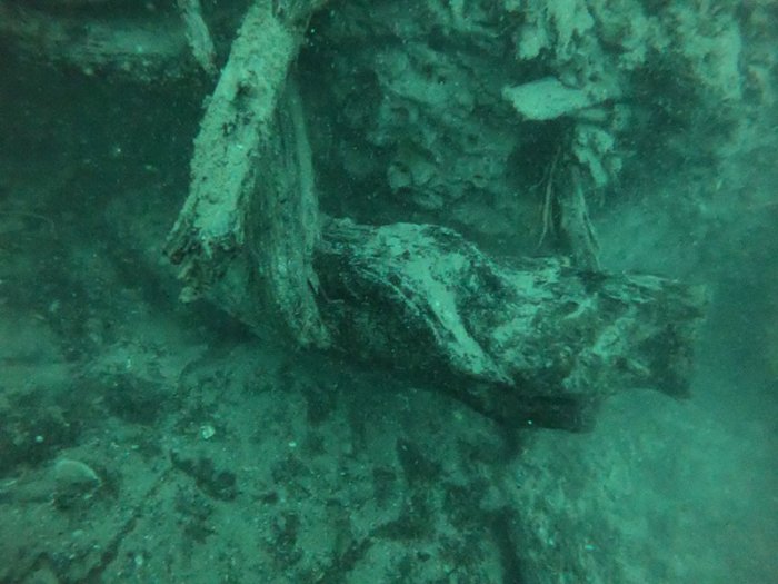 60,000-Year-Old Lost Underwater Forest Discovered Off Alabama’s Coast
