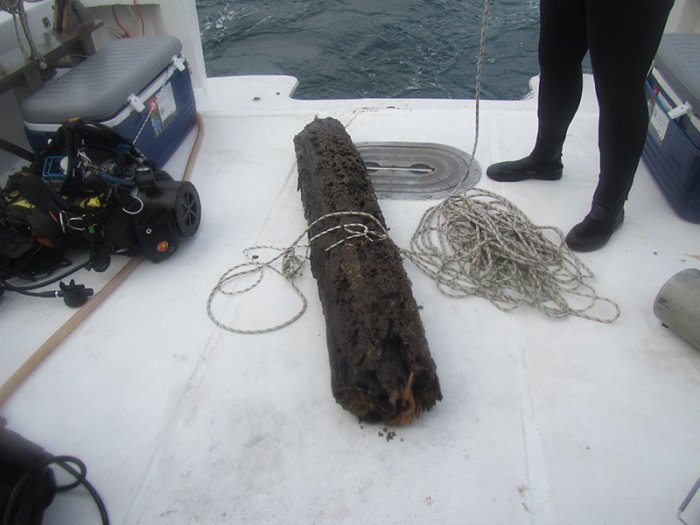 60,000-Year-Old Lost Underwater Forest Discovered Off Alabama’s Coast