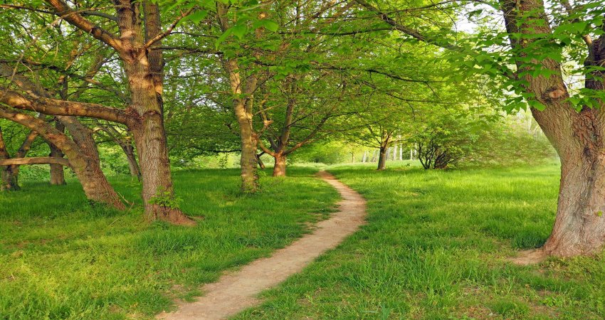 We Can Now Save And Protect Ash Trees From Deadly Beetle - Resistance Genes Have Been Found