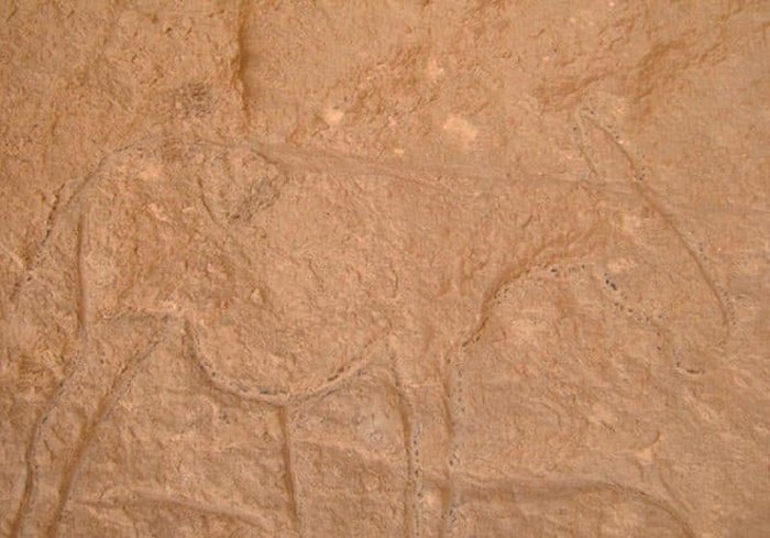 Remarkable Ancient Animal Engravings Discovered In Unknown Cave In Sinai