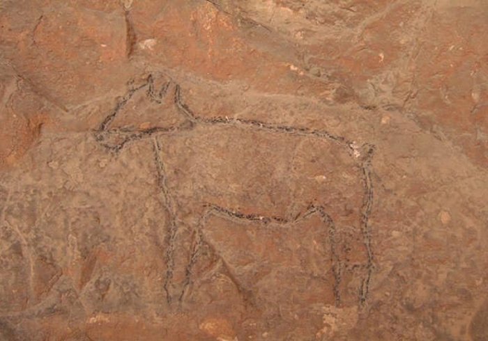 Remarkable Ancient Animal Engravings Discovered In Unknown Cave In Sinai