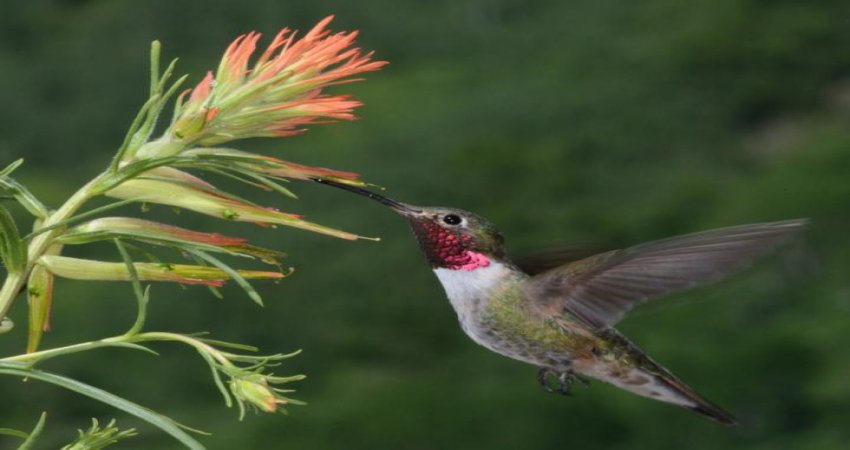 Hummingbirds See Colors Humans Can Only Imagine