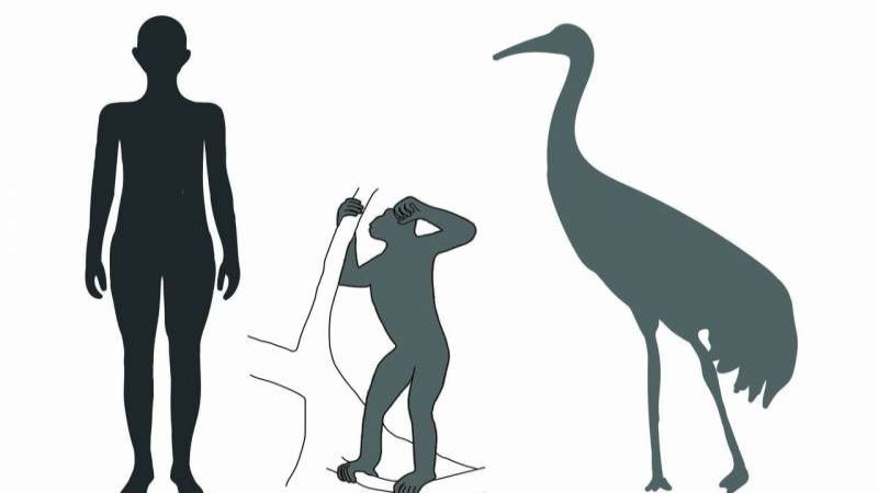 Comparison of the silhouettes of a modern man (height 175 cm) with Danuvius guggenmosi (the male individual 'Udo') and the giant crane from the Hammerschmiede fossil site in southern Bavaria. Credit: Agnes Fatz, Senckenberg