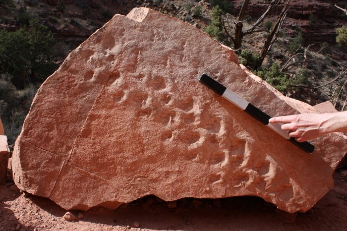 313 Million-Year-Old Fossil Footprints Discovered In Grand Canyon