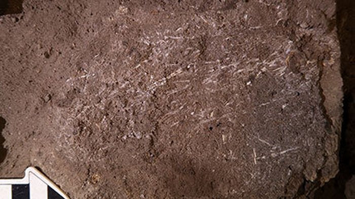 200,000-Year-Old Grass Bed Discovered In South Africa's Border Cave