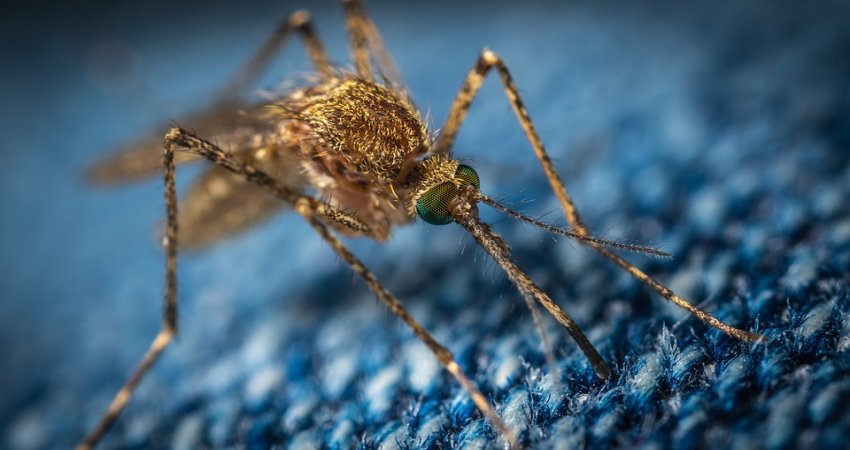 750 Million Genetically Engineered Mosquitoes Will Be Released In Florida - Good Or Bad Idea? 