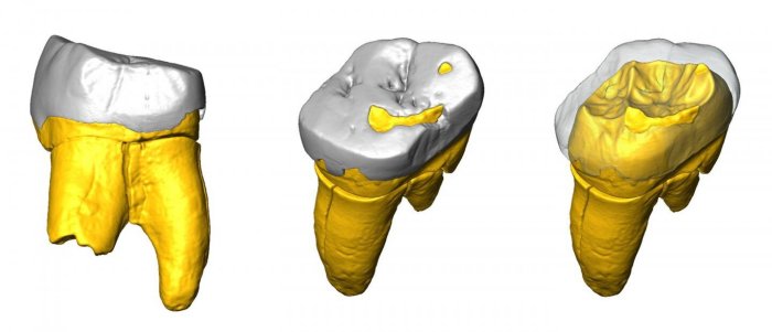 3D digital model of the Stajnia S5000 molar. Credit: Stefano Benazzi