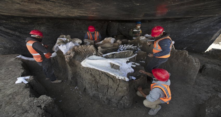 Huge Number Of Mammoth Skeletons Unearthed At Mexico’s Airport Site