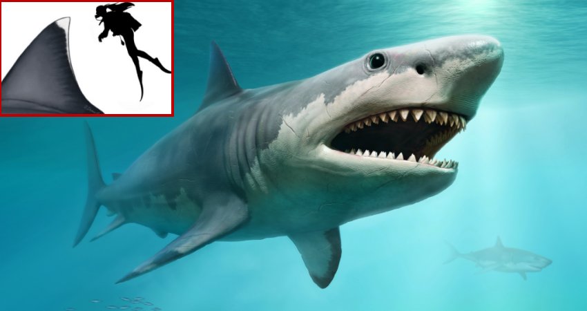 Prehistoric Giant Shark Megalodon Had Fins As Large As A Human