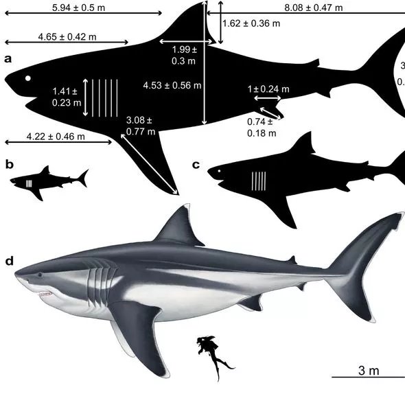 Prehistoric Giant Shark Megalodon Had Fins As Large As A Human