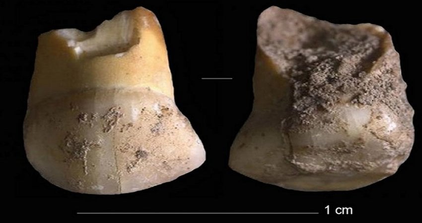 48,000-Year-Old Tooth That Belonged To Neanderthal Child Found In Northern Italy