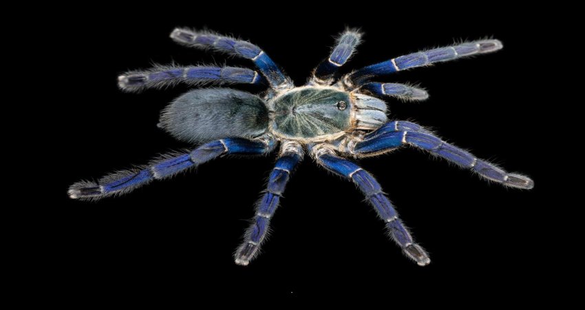 A Cobalt Blue Tarantula (Hapolpelma lividum), with brilliant cobalt blue hair-like setae on its legs. Credit: Bastian Rast