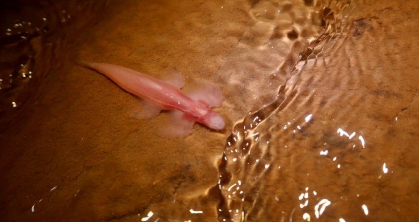 Biologist Zachary Randall and a team of researchers hiked through one of Thailand's longest caves – crawling in some places and wading through waist-deep water in others – with little more than their headlamps' glow to guide them. After more than three hours, they came across six cave angel fish in a stream flowing through one of the cave's chambers.