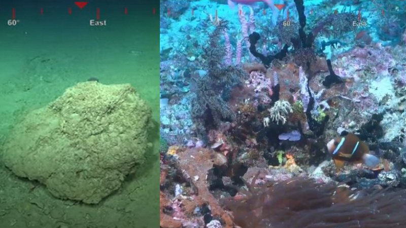 Rare 20 Million Years Old Reef Bigger Than The Empire State Building Discovered Underwater In Australia