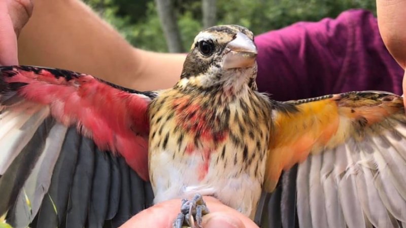 Amazingly Rare Half-Male, Half-Female Bird Discovered In Pennsylvania