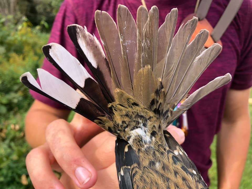 Amazingly Rare Half-Male, Half-Female Bird Discovered In Pennsylvania