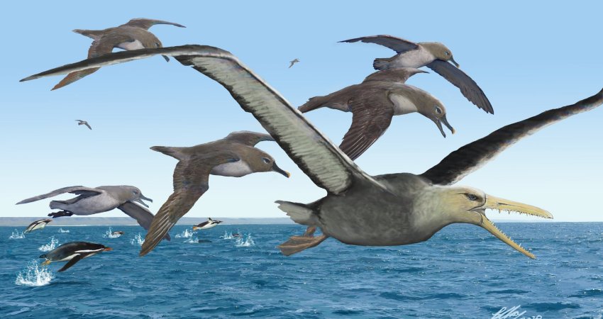 An artist's depiction of ancient albatrosses harassing a pelagornithid -- with its fearsome toothed beak -- as penguins frolic in the oceans around Antarctica 50 million years ago. Credit: Copyright Brian Choo