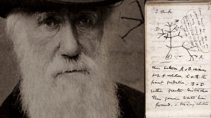 Darwin's notebooks stolen
