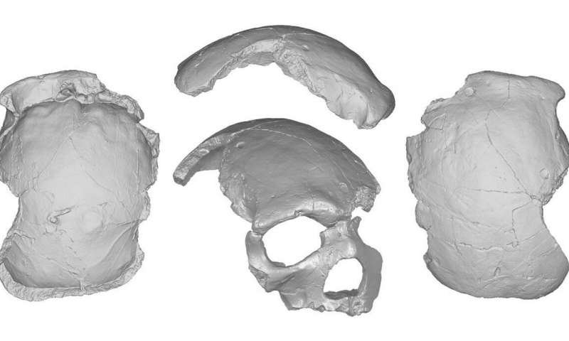 Skull from Florisbad