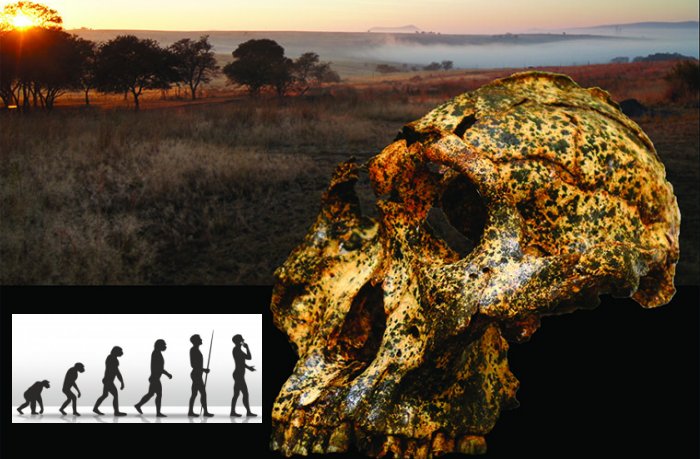 Fossil Of Extinct Human Species Reveals Climate Change Led To Unexpected Anatomical Changes 2 Million Years Ago