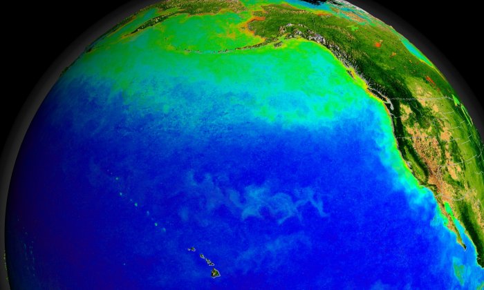 The Pacific Ocean's currents support a diverse ecosystem, seen here from space with green indicating blooms of photosynthesizing plankton. Warmer currents during the ice age may also have supported early human settlements. Credit: NASA/Goddard Space Flight Center, The SeaWiFS Project and GeoEye, Scientific Visualization Studio