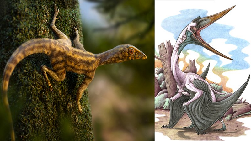 Lagerpetid from Brazil -Ixalerpeton, 233 MA- illustrated by Rodolfo Nogueira and the pterosaur Aerotitan sudamericanus studied in 2012 and illustrated by Gabriel Lio.