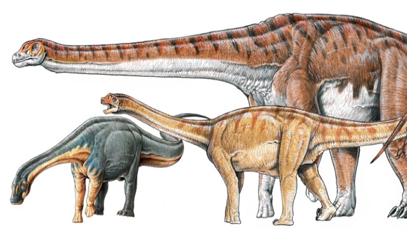 It is estimated that Patagotitan mayorum weighed about seventy tons, measured about 40 meters in length and could reach what would now be the height of the seventh floor of a building with its long neck.