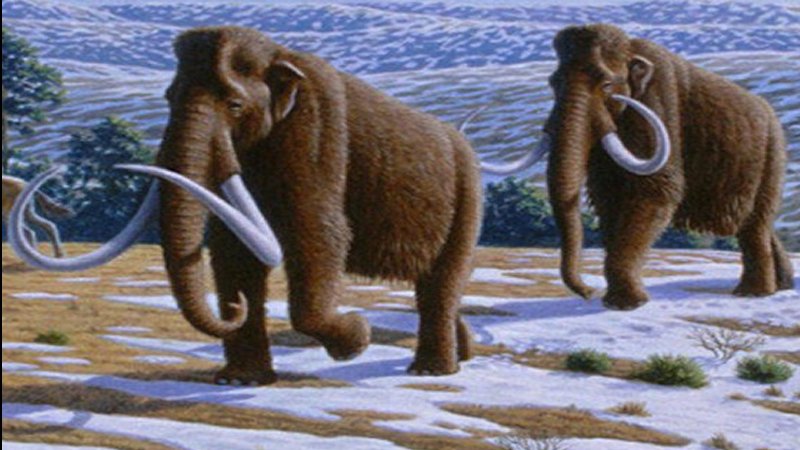 Megafauna Did Not Decline Because Of Humans But Climate Change
