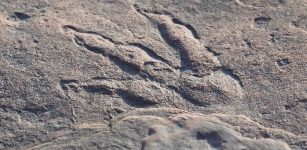 220 Million-Year-Old Dinosaur Footprint Found On Wales Beach By Girl