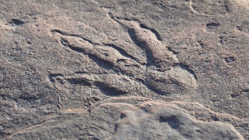 220 Million-Year-Old Dinosaur Footprint Found On Wales Beach By Girl