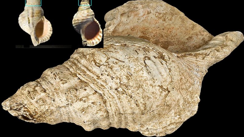 18,000-Year-Old Seashell Was Musical Wind Instrument Used By Magdalenian People