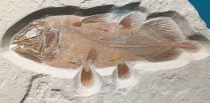 Fossil coelacanth is an example of what a complete fish fossil coelacanth looks like. This one is from the Jurassic of German. Credit: University of Portsmouth