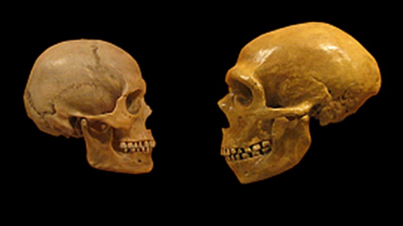 Neanderthals Had Capacity To Speak And Understand Language Like Humans