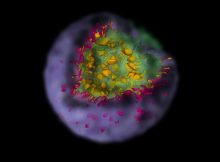 A supernova creates a cloud of debris that bears an imprint of the explosion. In this visualization of the simulation data, one quarter of the remnant’s outer shell has been removed to reveal the clumps of matter within (colors denote different materials). Credit: Reproduced from Ref. 1 by permission of the AAS.