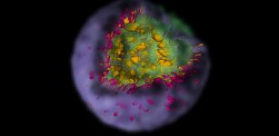 A supernova creates a cloud of debris that bears an imprint of the explosion. In this visualization of the simulation data, one quarter of the remnant’s outer shell has been removed to reveal the clumps of matter within (colors denote different materials). Credit: Reproduced from Ref. 1 by permission of the AAS.