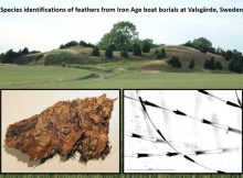Surprising Discovery In Valsgärde Viking Boat Graves – Scandinavian’s Oldest Down Bedding Found