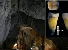 Bacho Kiro Cave: Genomes Of The Earliest Europeans – Sequenced