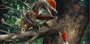 Meet Monkeydactyl - New Jurassic Flying Reptile With The Oldest Ppposed Thumb